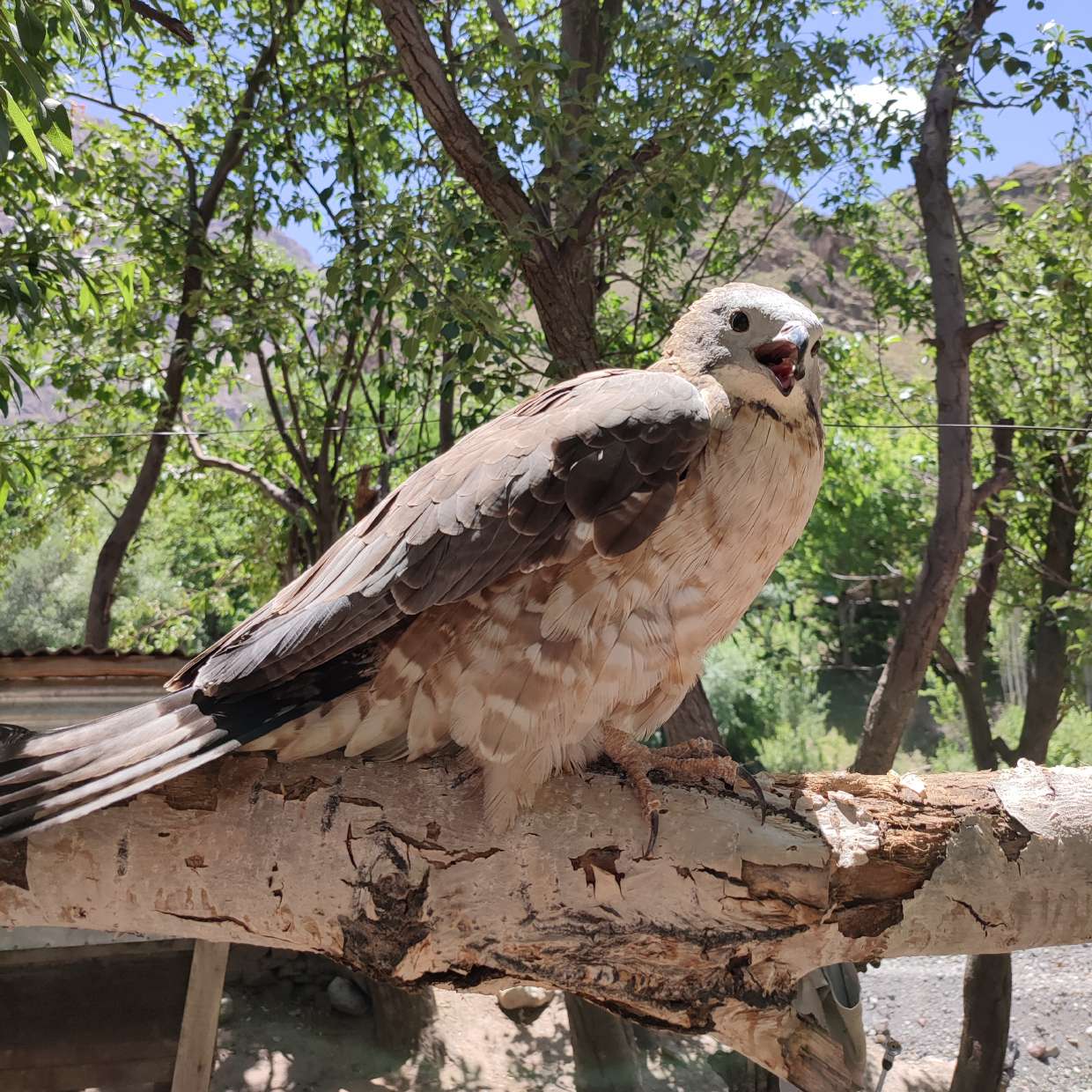 Oriental Honey-buzzard – field observation