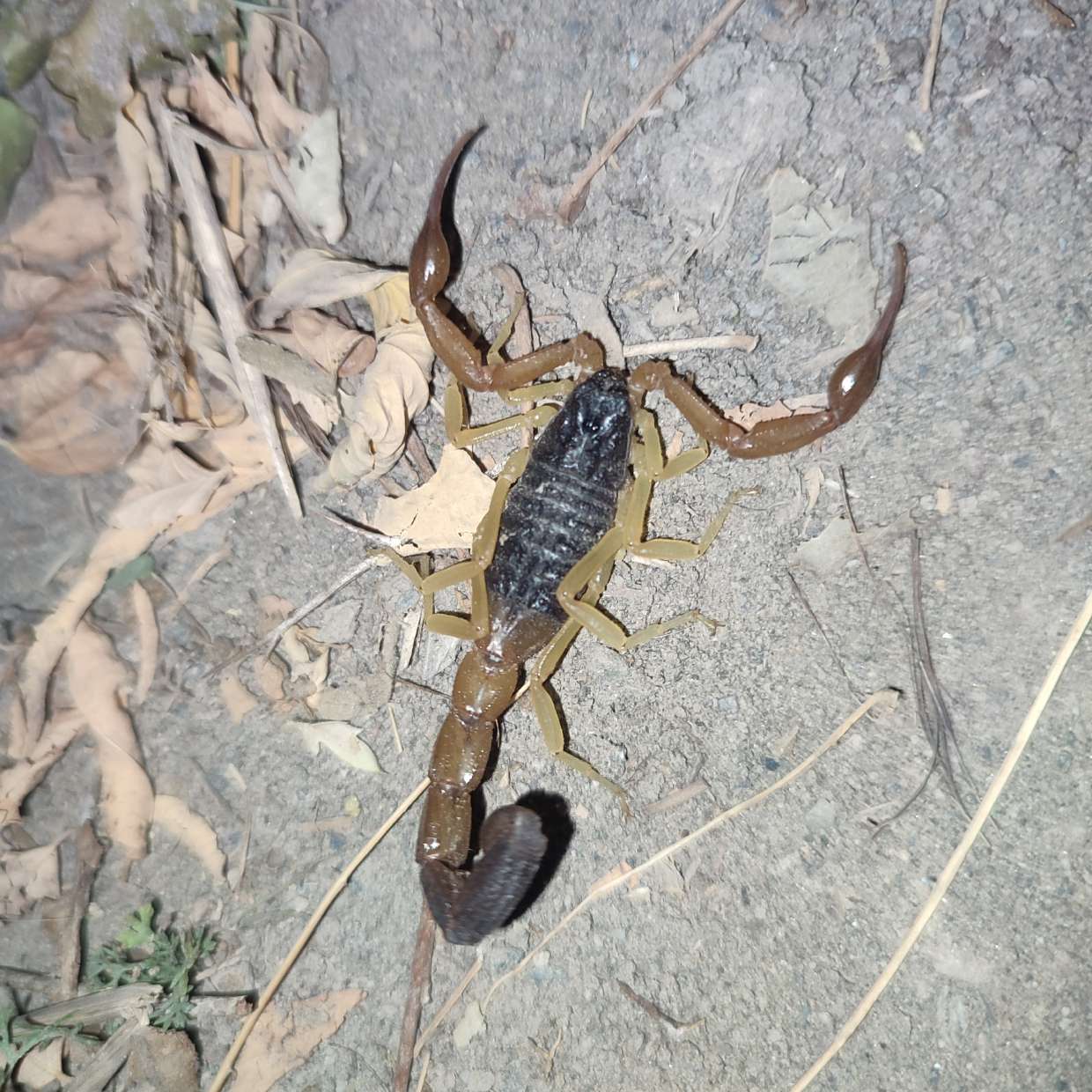 Hottentotta alticola scorpion