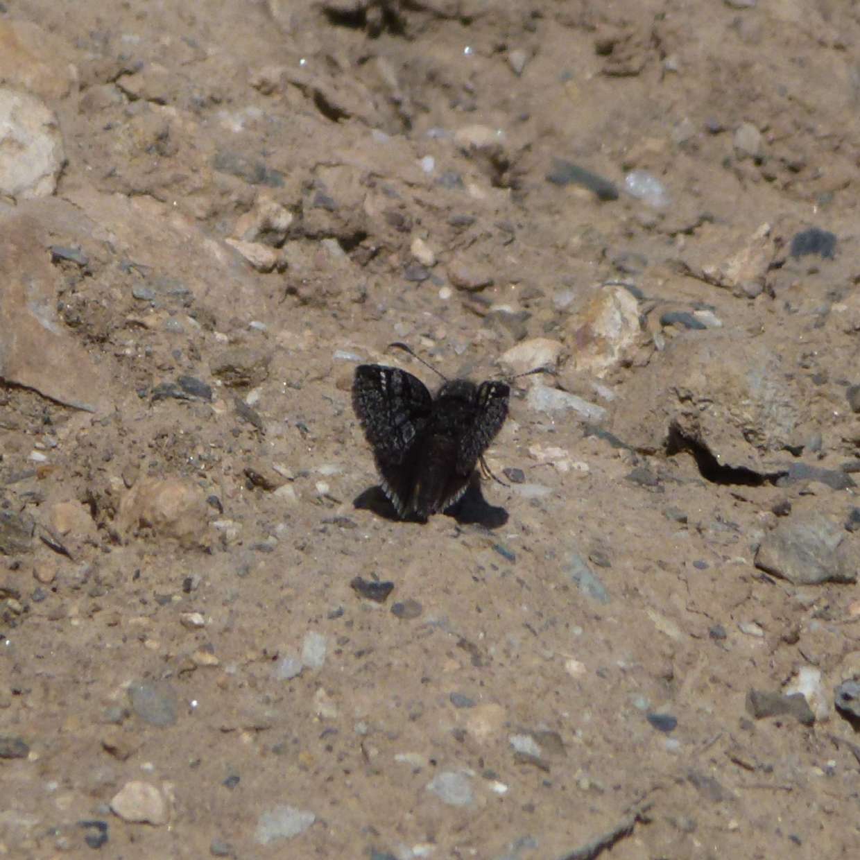 Chitral inky skipper butterfly