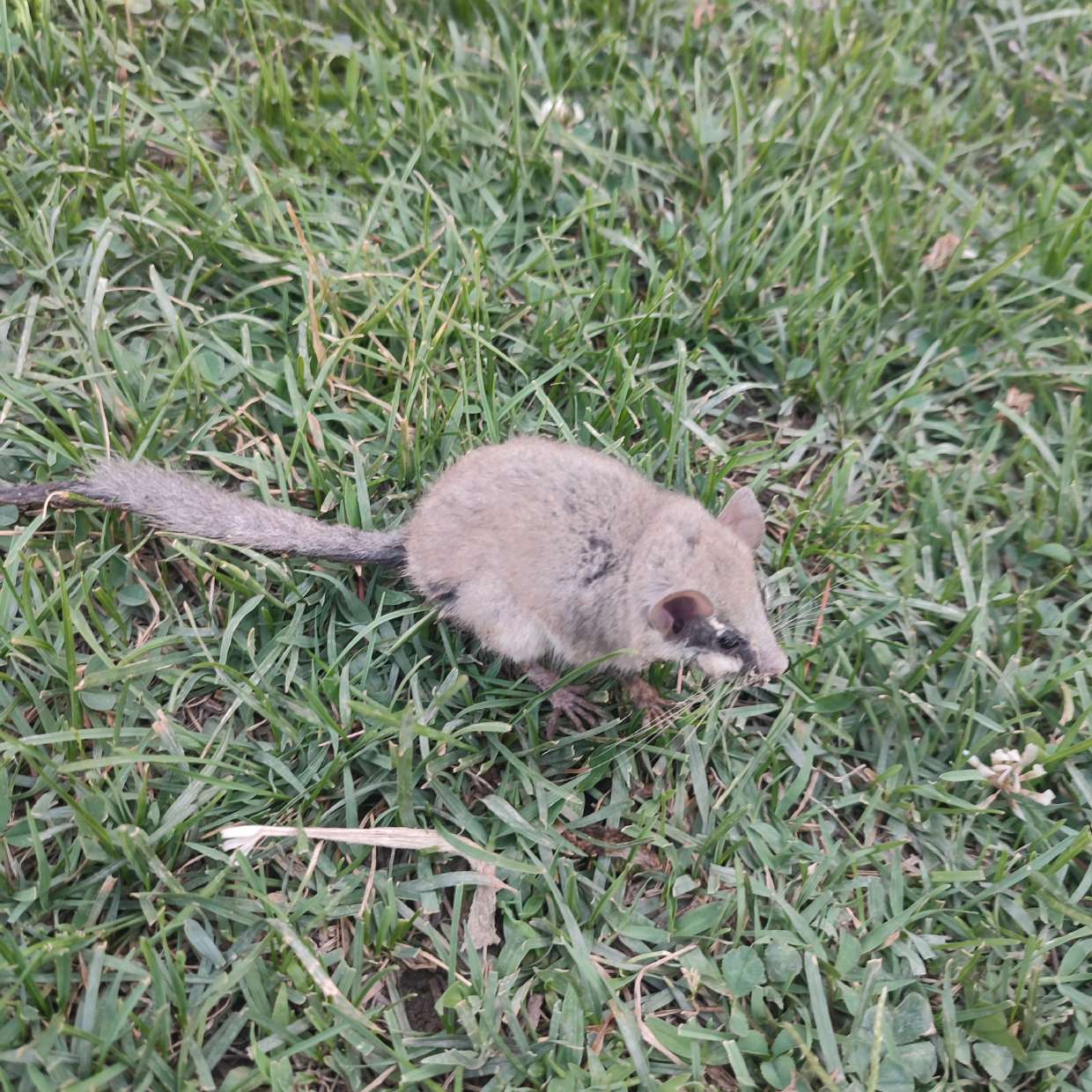 Eurasian Forest Dormouse field observation