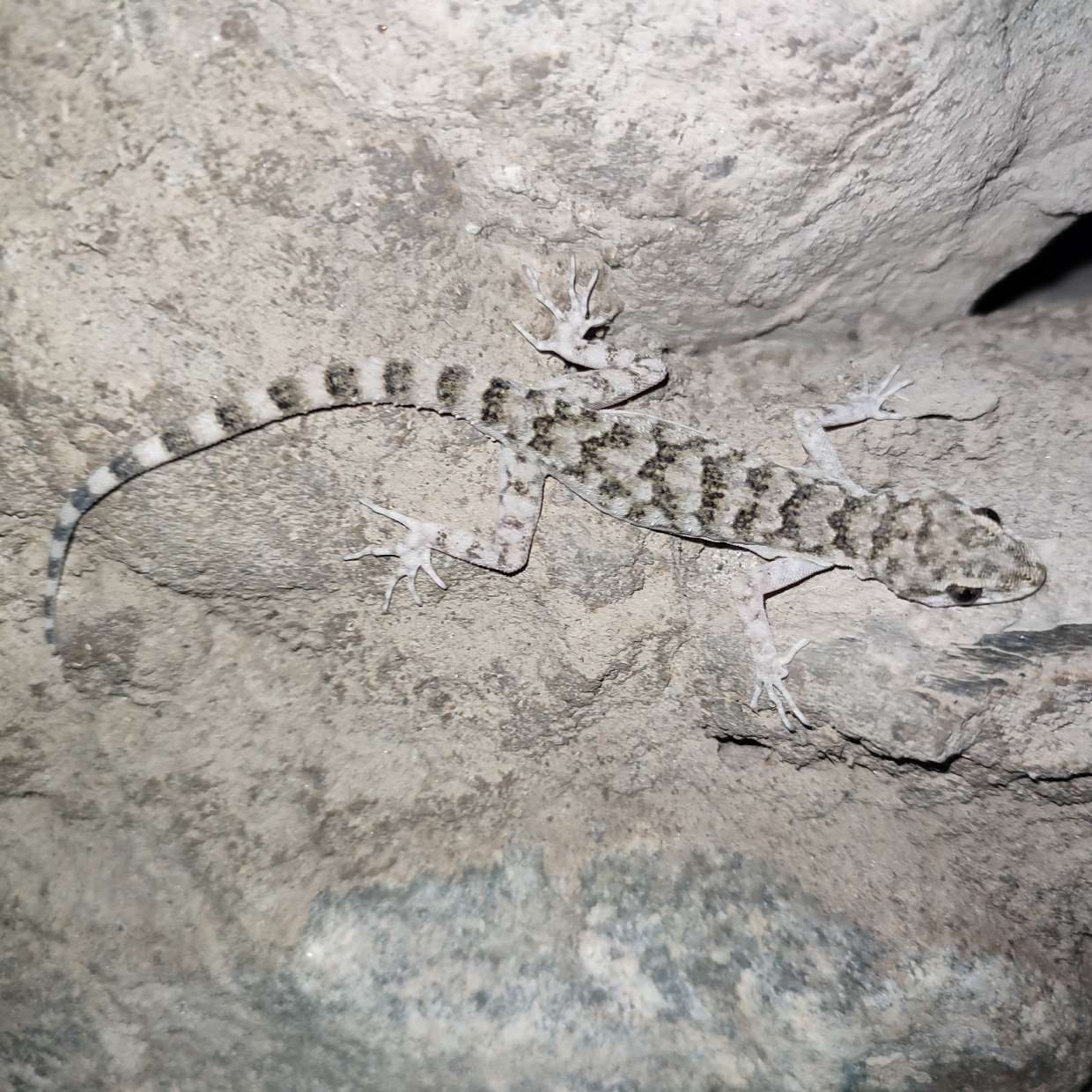 Chitral gecko on rock