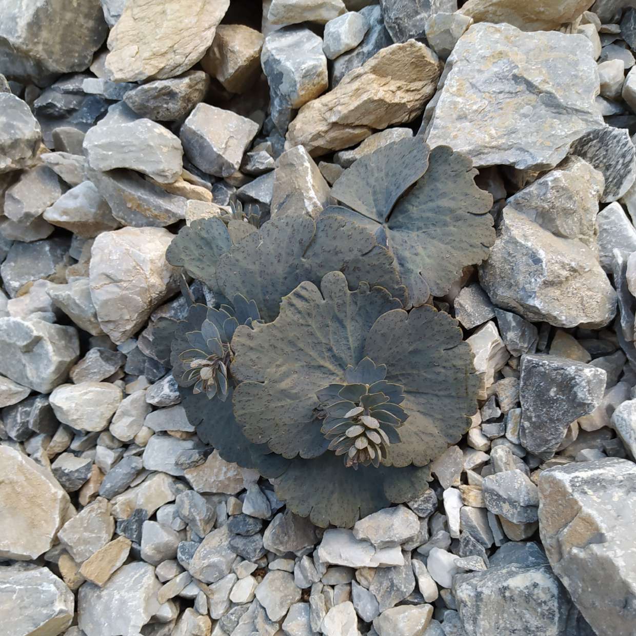Alpine Meadow-rue among rocks